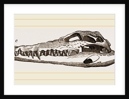 Skull of Crocodile and Caiman by Anonymous