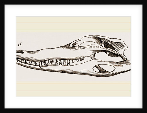 Skull of Crocodile and Caiman by Anonymous