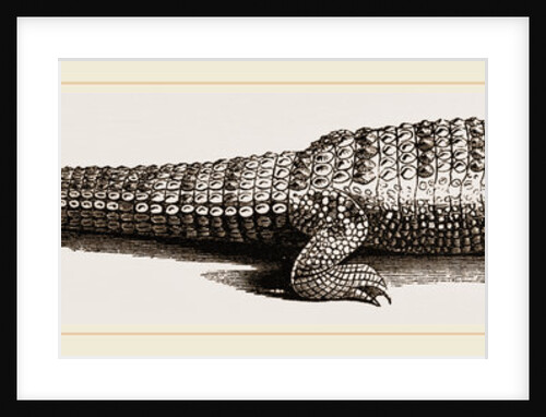 Common Crocodile by Anonymous