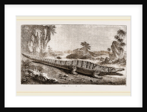 Common Crocodile by Anonymous