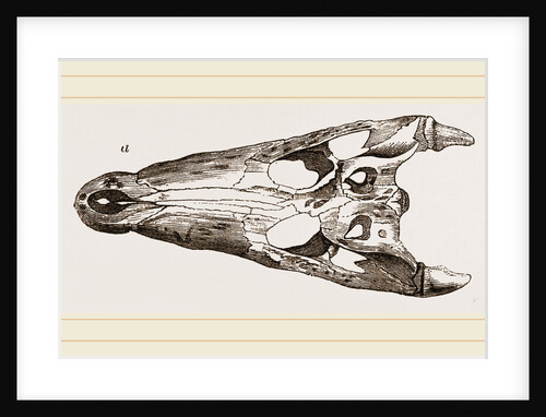 Skulls of Crocodile and Caiman by Anonymous