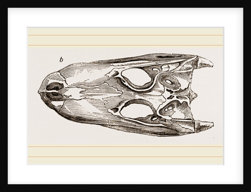 Skulls of Crocodile and Caiman by Anonymous