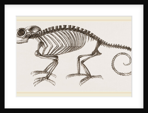 Skeleton of Chameleon by Anonymous