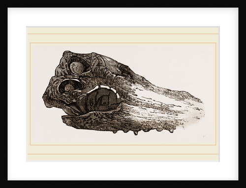 Skull of Crocodile Fossil by Anonymous