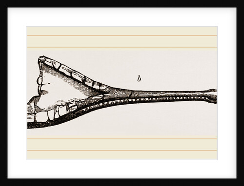 Heads of Teleosaurns Fossil by Anonymous