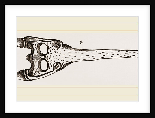 Head of Gavial by Anonymous
