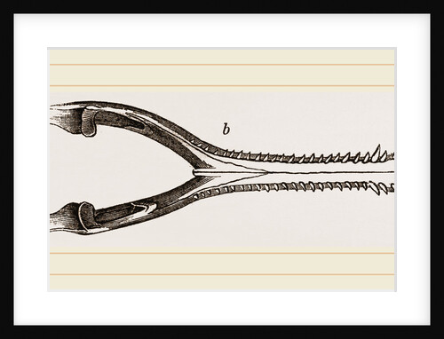 Head of Gavial by Anonymous
