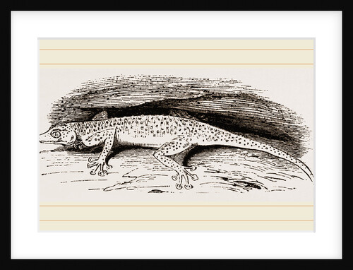 Egyptian Gecko by Anonymous