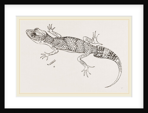 Milius's Gecko by Anonymous