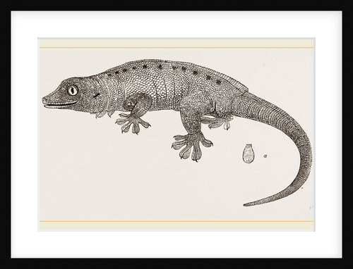 Seychellos Gecko by Anonymous