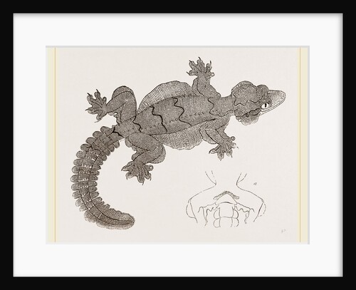 Smooth-headed Gecko by Anonymous