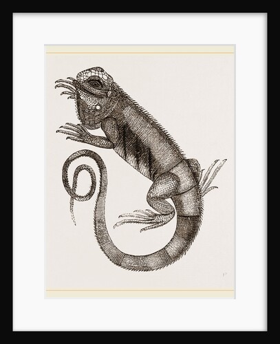 Common Inguana by Anonymous