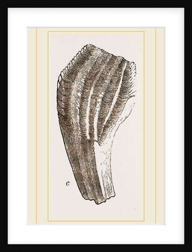 Teeth of Iguanodon by Anonymous