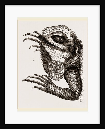 Head of Iguana by Anonymous