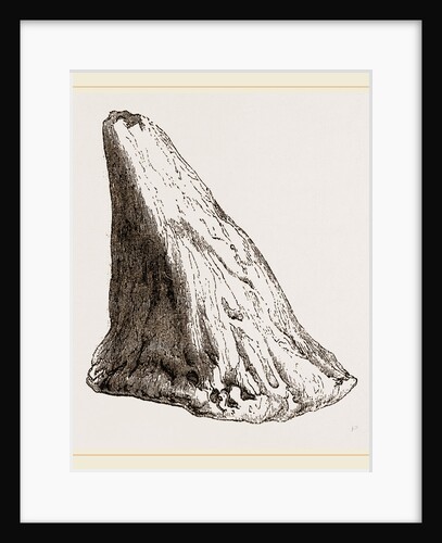 Nasal Horn of Iguanodon by Anonymous