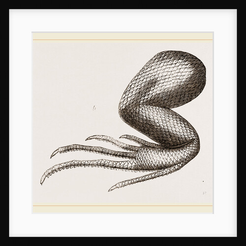 Limbs of Iguana by Anonymous