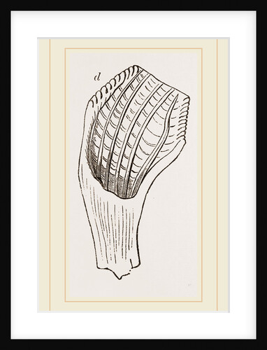 Teeth of Fossil Iguanodon by Anonymous