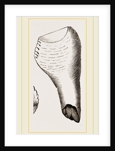 Teeth of Fossil Iguanodon by Anonymous