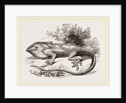 White-scarfed Anolis by Anonymous