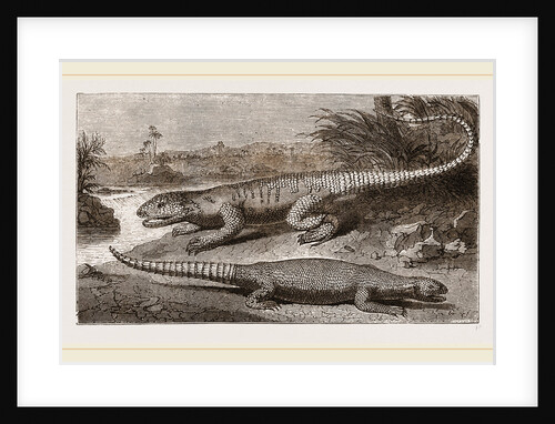 Common Stellio and Spine-footed Stellio by Anonymous