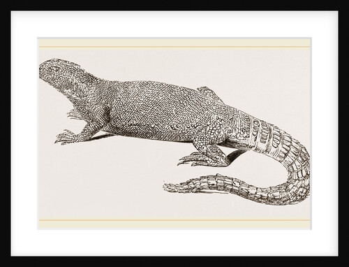 Spine-footed Stellio by Anonymous