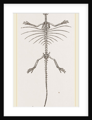 Skeleton of Fringed Dragon by Anonymous