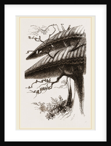 Nests of Sociable Weaver-Birds by Anonymous