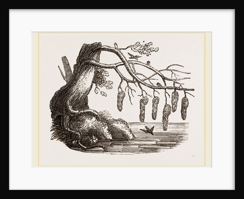 Nests of Pensile Weaver-Birds by Anonymous