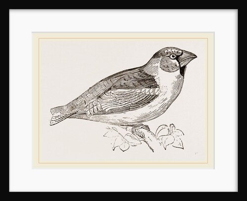 Hawfinch by Anonymous
