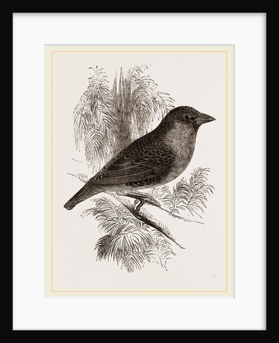 Sociable Weaver-Bird by Anonymous