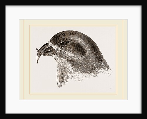 Head of Crossbill by Anonymous