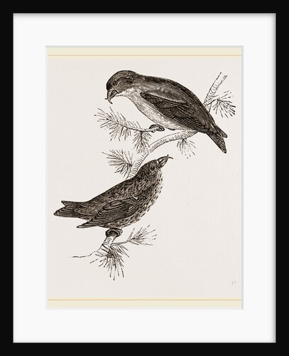 Crossbills by Anonymous