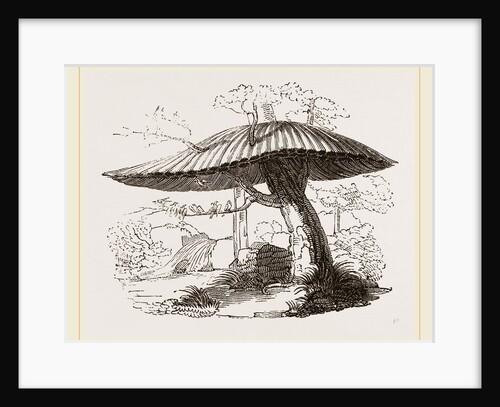 Nests of Sociable Weaver-Birds by Anonymous
