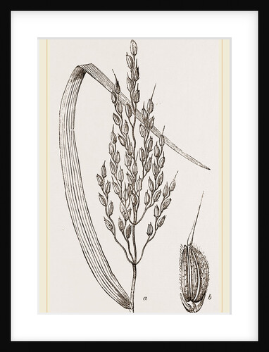 Panicle of the Rice-plant by Anonymous