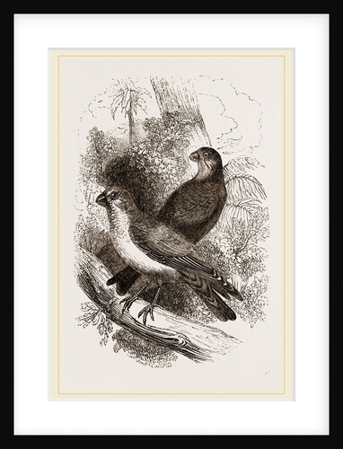 Thick-billed Bullfinches by Anonymous