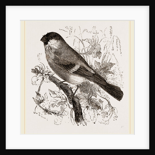 Bullfinch by Anonymous