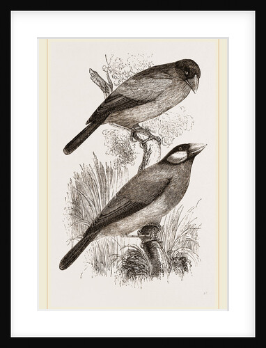 Crossbills by Anonymous