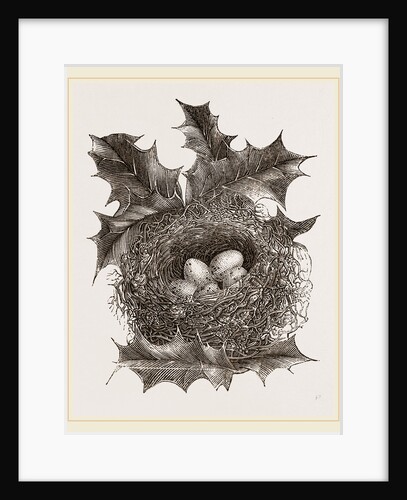 Nest of Greenfinch by Anonymous