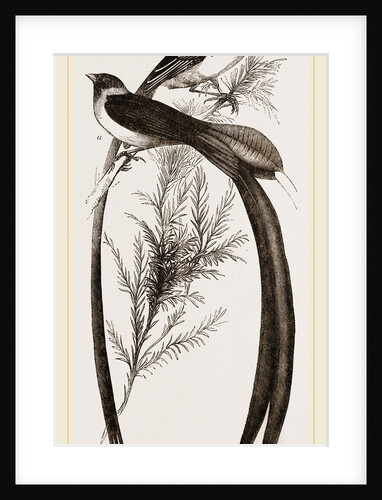 Whidah Birds by Anonymous