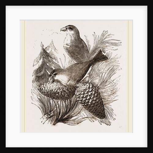 Crossbills by Anonymous