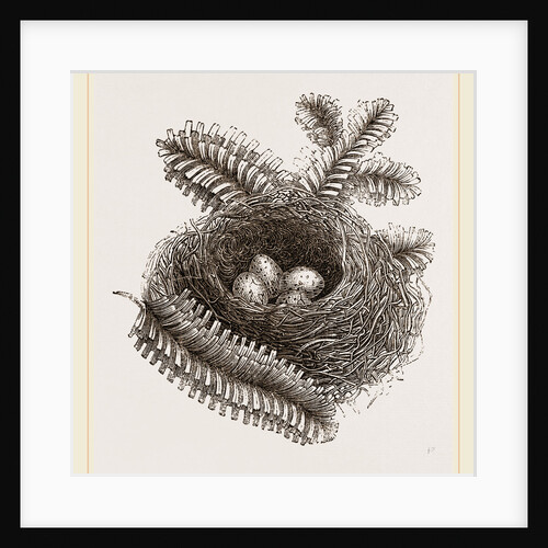 Nest of Bullfinch by Anonymous