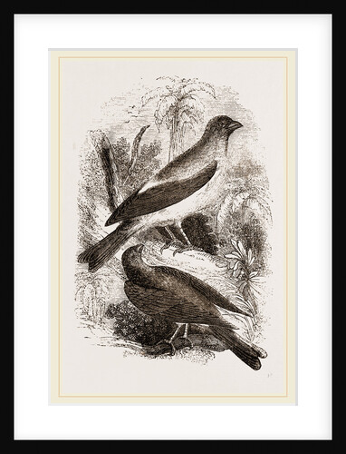 Arabian Bullfinches by Anonymous