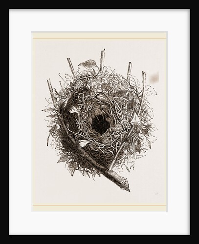 Nest of HouseSparrow by Anonymous