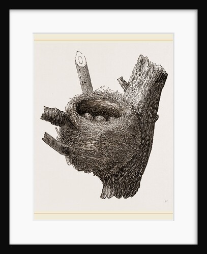 Nest of Chaffinch by Anonymous