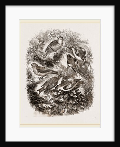 Group f Finches by Anonymous