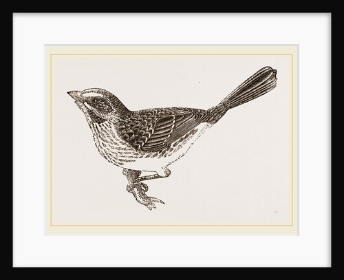 Song-Sparrow by Anonymous