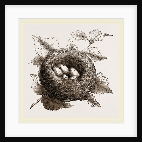 Nest of Goldfinch by Anonymous