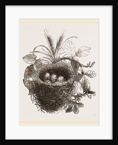 Nest of Yellow-Hammer by Anonymous