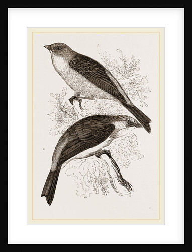 Ortolans by Anonymous