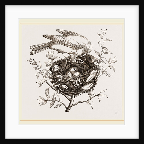 Canary Finch and Nest by Anonymous